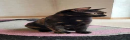 Meticcio gatti in regalo: Liquirizia splendida micia 4 mesi - Annuncio 4