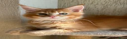 Maine Coon gatti in vendita: Maine Coon  - Annuncio 1