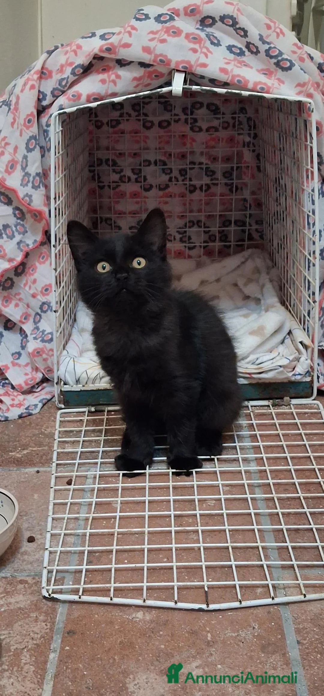 Europeo gatti in regalo: Dolcissima gattina  a Città metropolitana di Roma Capitale - Annuncio 2