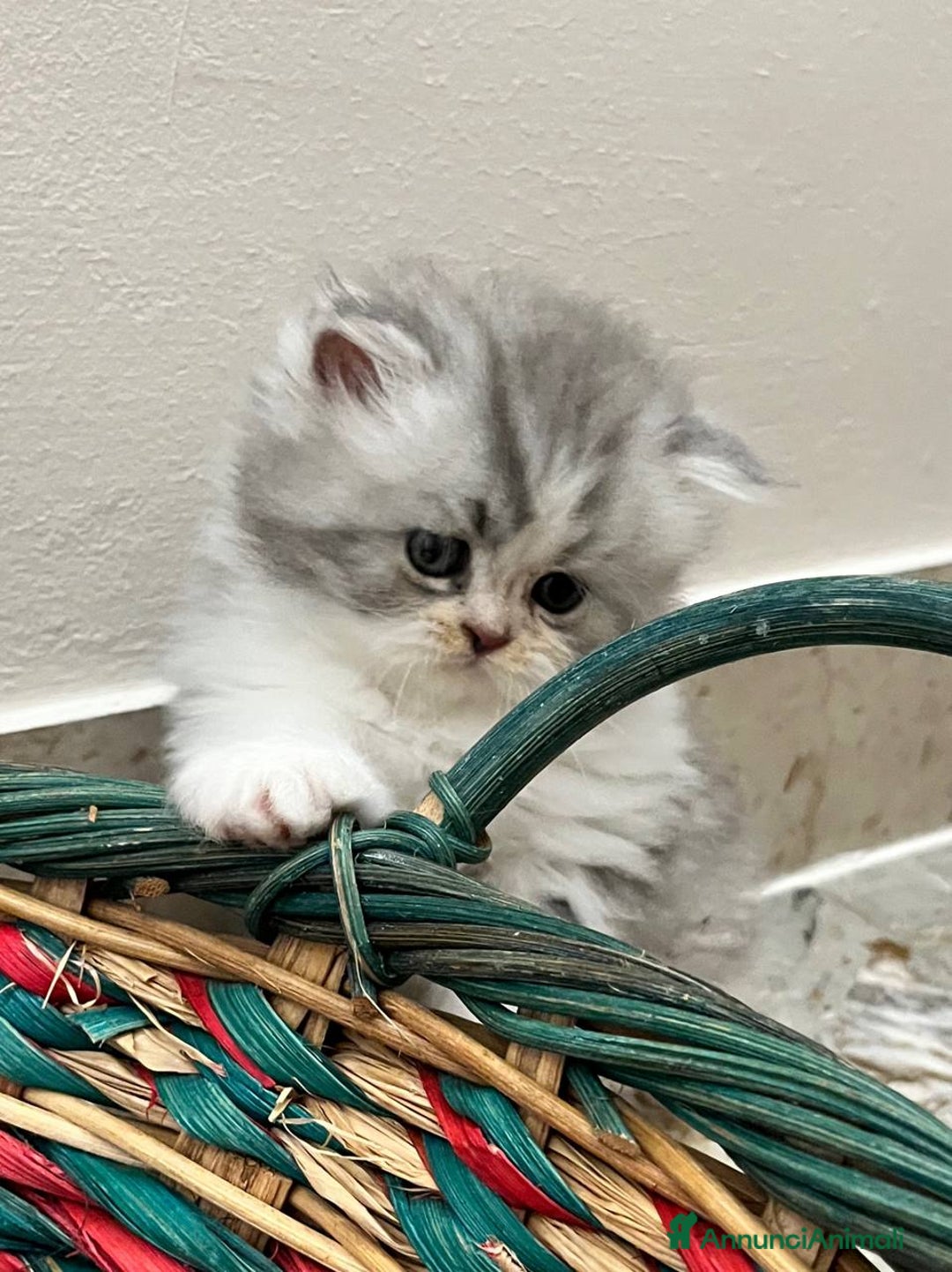 Persiano gatti in vendita: Gattini persiano bicolore a Città metropolitana di Messina - Immagine 3