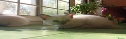 Ragdoll gatti in regalo: Regalo 2 gattine incrocio di Ragdoll - Annuncio 11