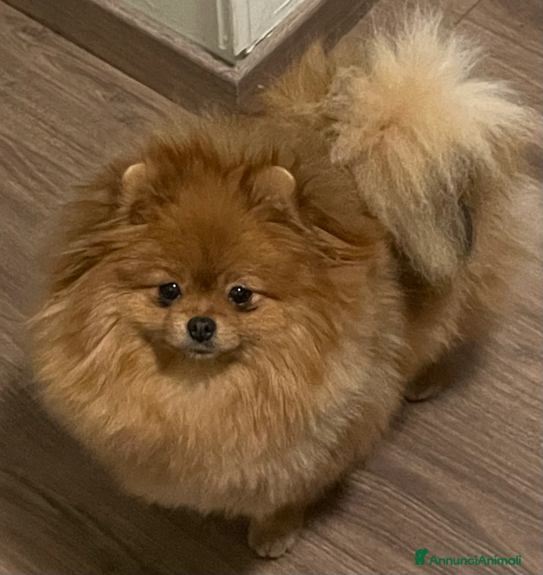 Volpino Pomerania cani in vendita: Volpino di Pomerania - Annuncio 17