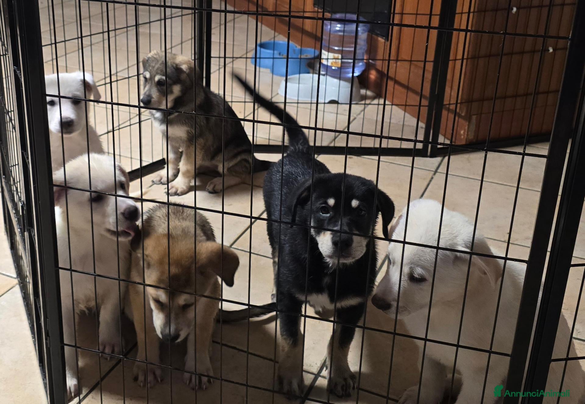 Meticcio cani Regalo cuccioli futura taglia medio-grande  - Annuncio 4