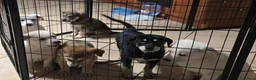Meticcio cani in regalo: Regalo cuccioli futura taglia medio-grande  - Annuncio 2