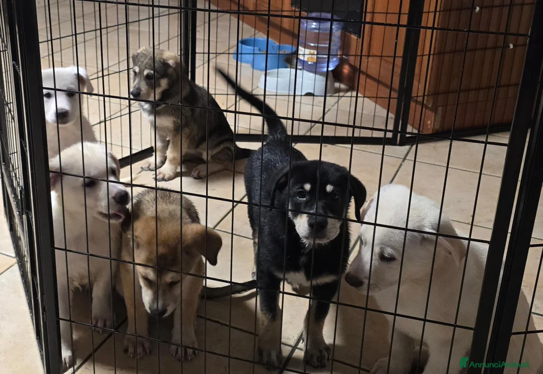 Meticcio cani in regalo: Regalo cuccioli futura taglia medio-grande  - Annuncio 2