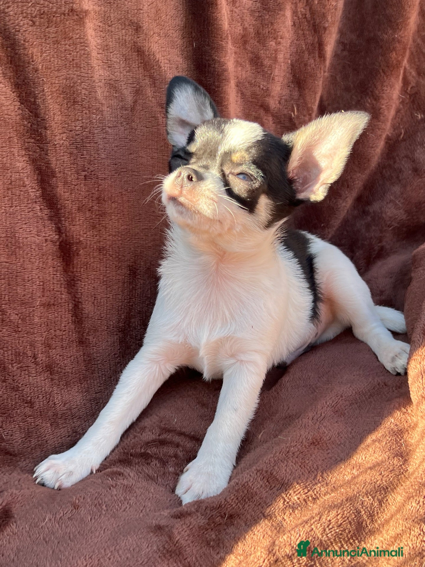 Chihuahua cani Cuccioli chihuahua  - Annuncio 20
