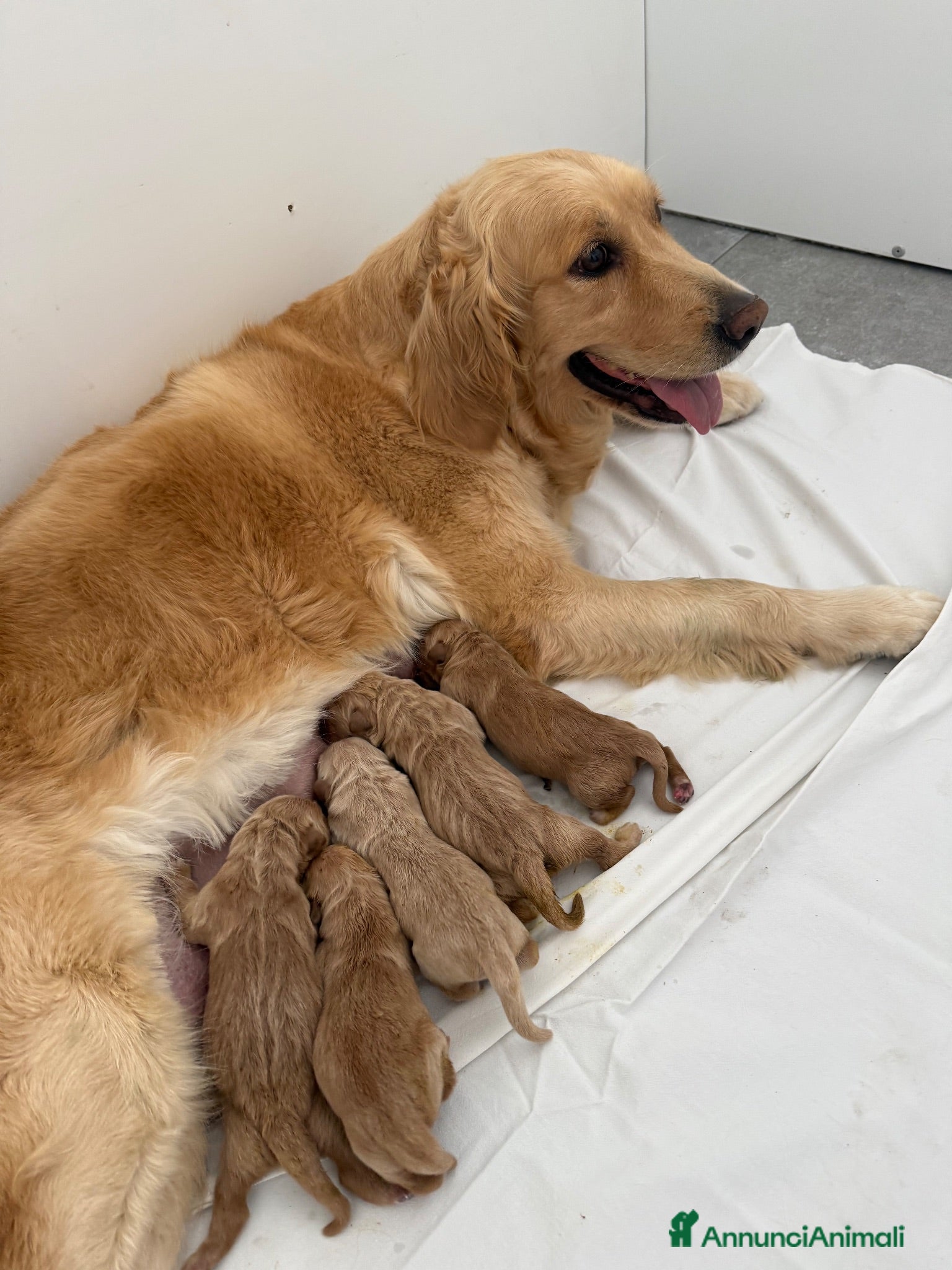 Golden Retriever cani Cuccioli di golden retriever  - Annuncio 1