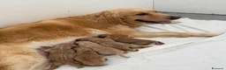Golden Retriever cani in vendita: Cuccioli di golden retriever  - Annuncio 1