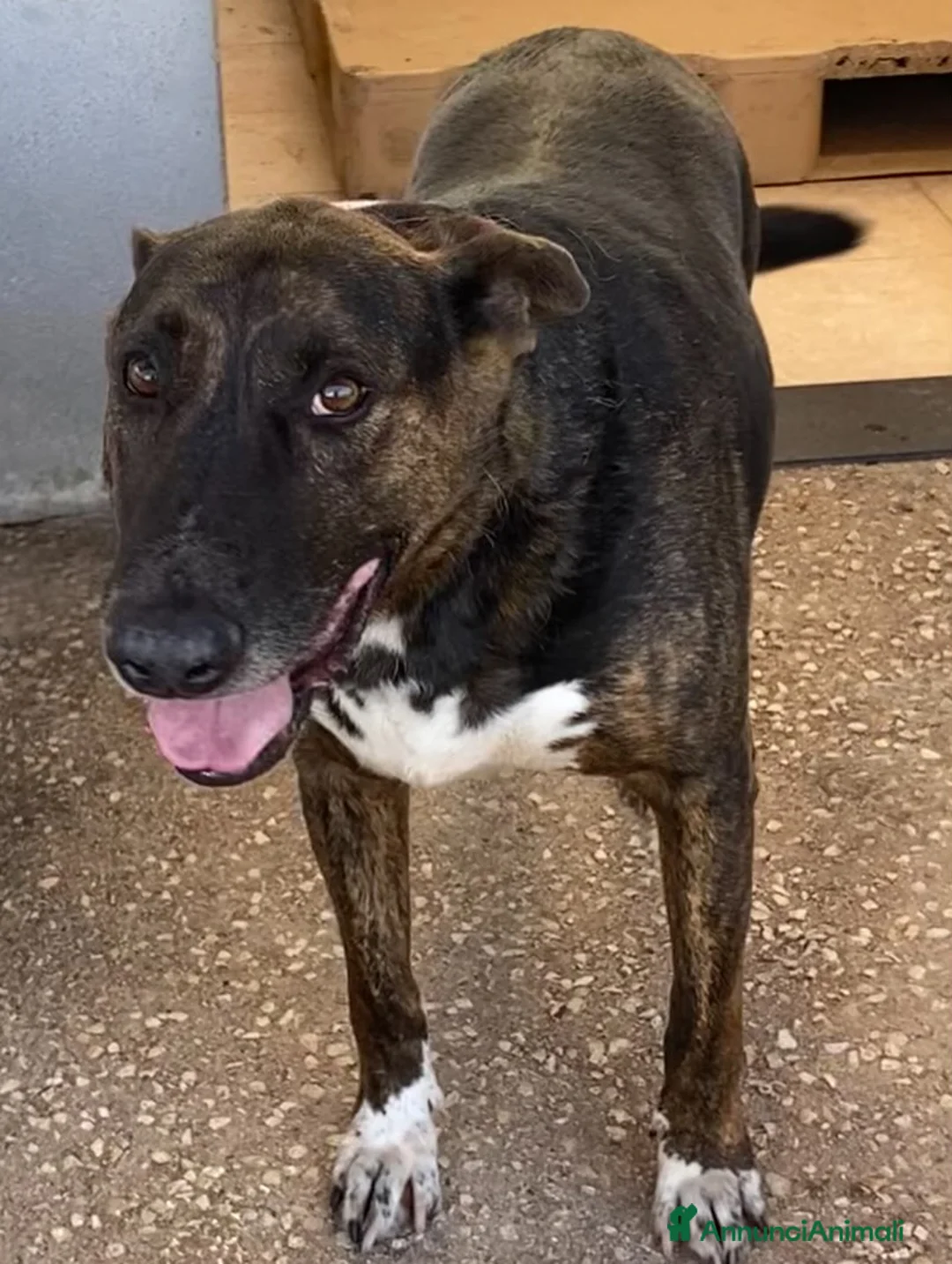 Meticcio cani in regalo: Bully derivato bull terrier in adozione Latina - Annuncio 6