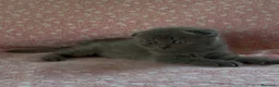 Scottish gatti in vendita: Scottish fold e straight  - Annuncio 8