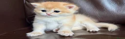 British gatti in vendita: Gattini British shorthair golden chell - Annuncio 8
