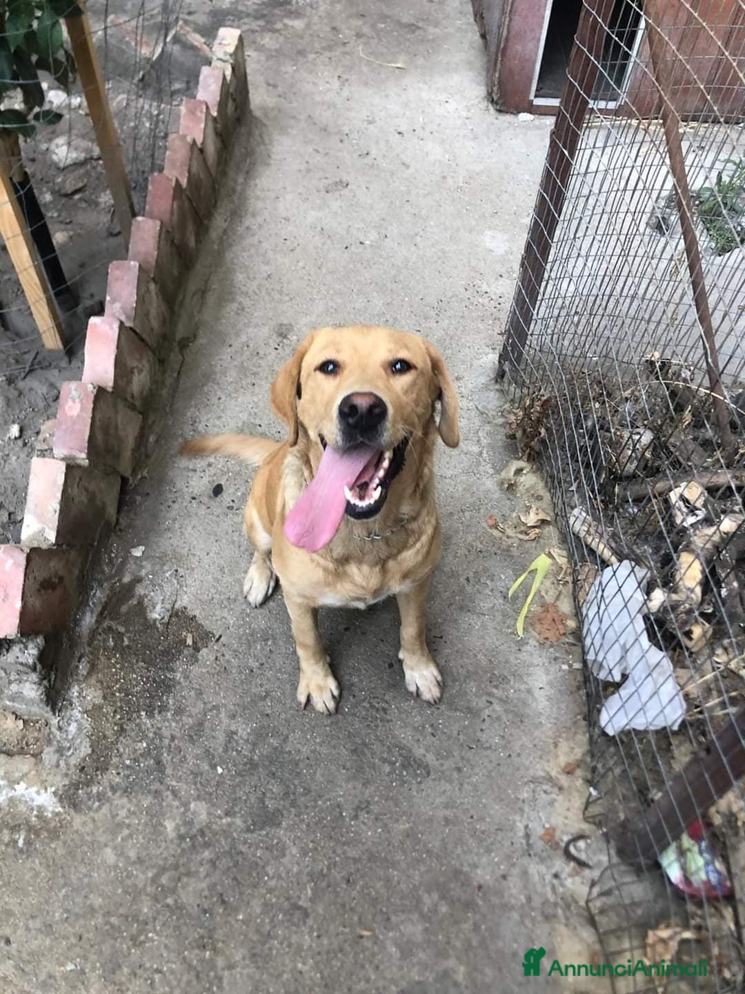 Meticcio cani in regalo: Simil Labrador 4anni SOLA IN QUEL RECINTO!CALABRIA a Città Metropolitana di Milano - Annuncio 1