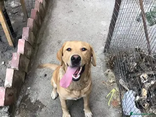 Meticcio cani Simil Labrador 4anni SOLA IN QUEL RECINTO!CALABRIA - Annuncio 14
