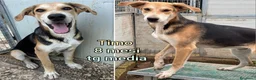 Meticcio cani in regalo: CUCCIOLI BISOGNOSI IN CERCA D'AMORE  a Provincia di Prato - Annuncio 11