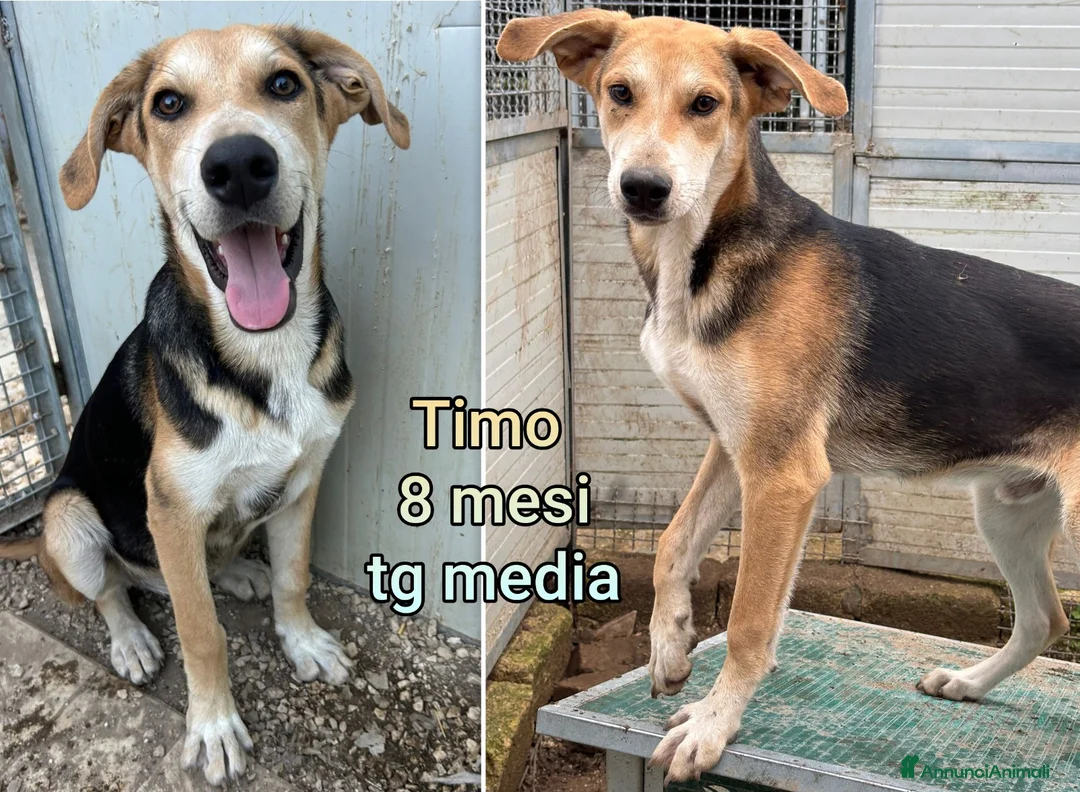 Meticcio cani in regalo: CUCCIOLI BISOGNOSI IN CERCA D'AMORE  a Provincia di Prato - Annuncio 11