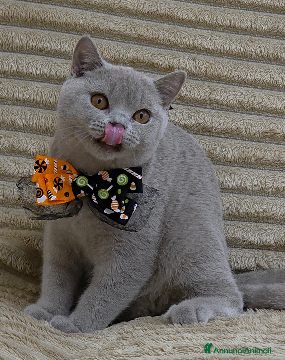 British gatti in vendita: British shorthair pedigree  - Annuncio 3