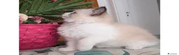 Ragdoll gatti in vendita: Cucciola ragdoll pedigree Afef  - Annuncio 8