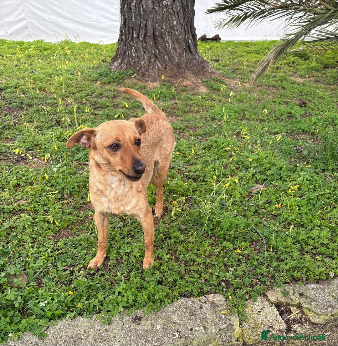 Meticcio cani in regalo: JASMINE 🩷 - fiore bellissimo cerca mamma 😢🥺 - Annuncio 4