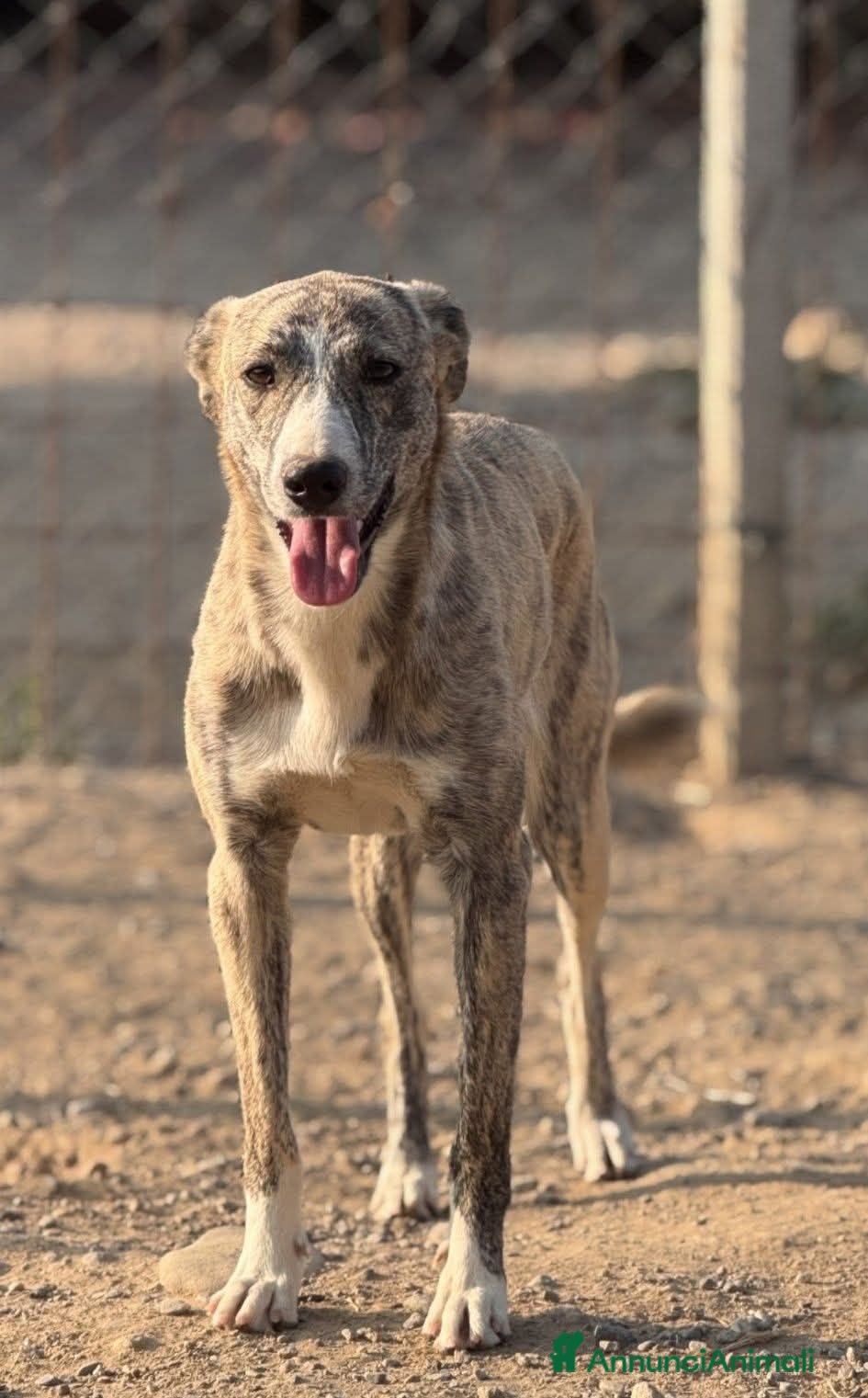 Meticcio cani Luna. - Annuncio 13