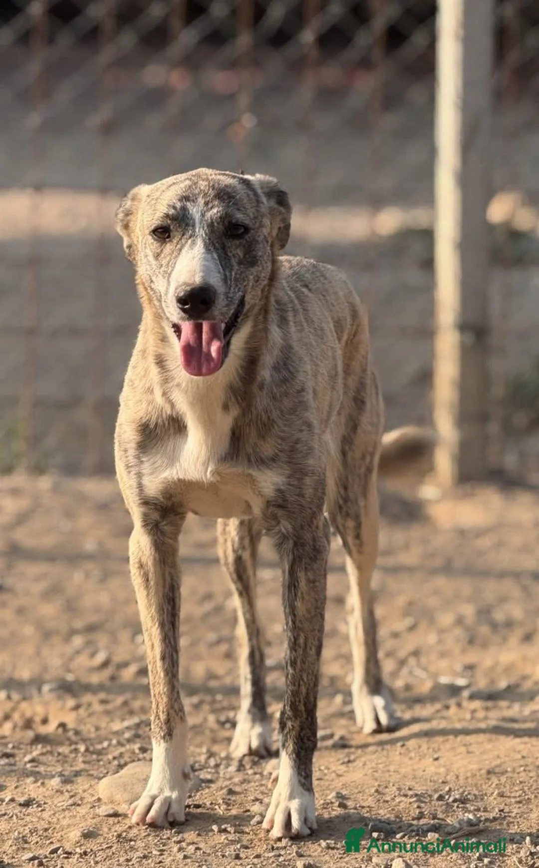 Meticcio cani in regalo: Luna. - Annuncio 1