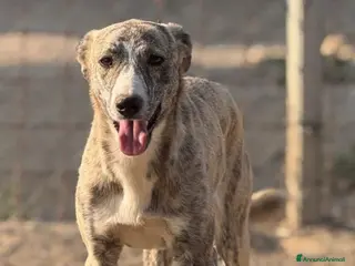 Meticcio cani Luna. - Annuncio 9