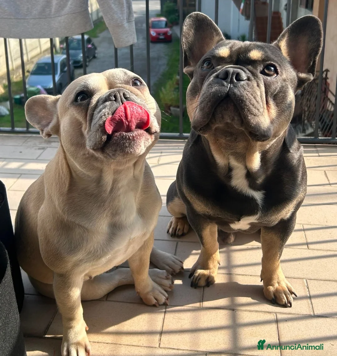 Bulldog Francese cani in vendita: Bulldog Francesi blue maschi  - Annuncio 2