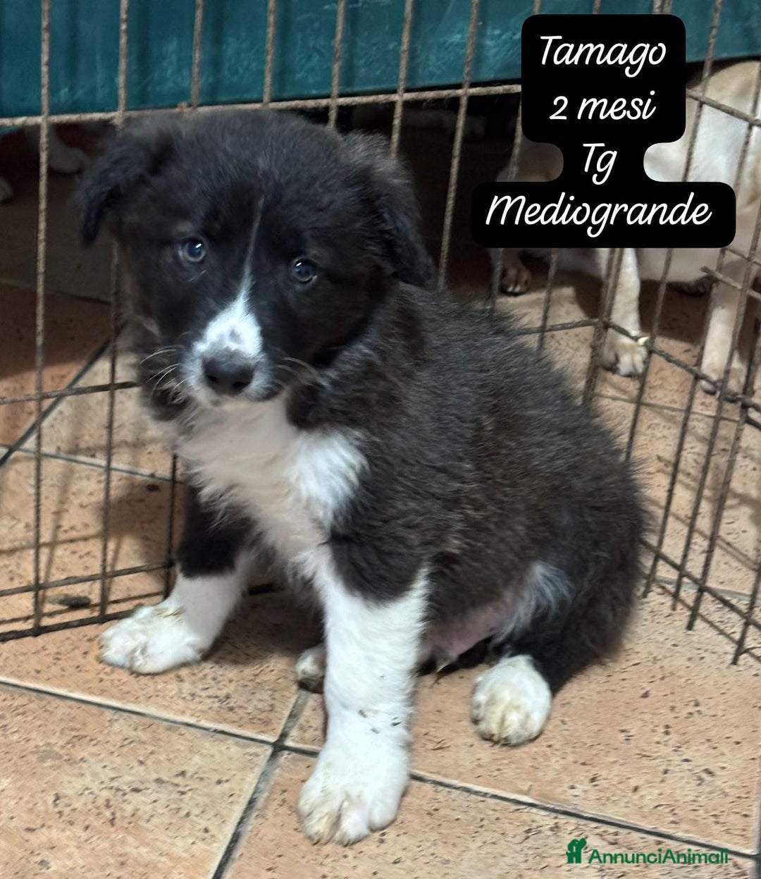 Meticcio cani in regalo: Cuccioli, non hanno chiesto di nascere  - Annuncio 7