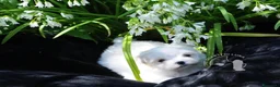 Maltese cani in vendita: Maltese Toy Cucciolo Trequartidiluna - Annuncio 1