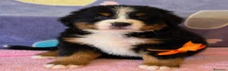 Bovaro del Bernese cani in vendita: Bovaro del Bernese Cuccioli disponibili  - Annuncio 11