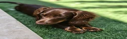Bassotto cani in vendita: Bassotto a pelo lungo  - Annuncio 2