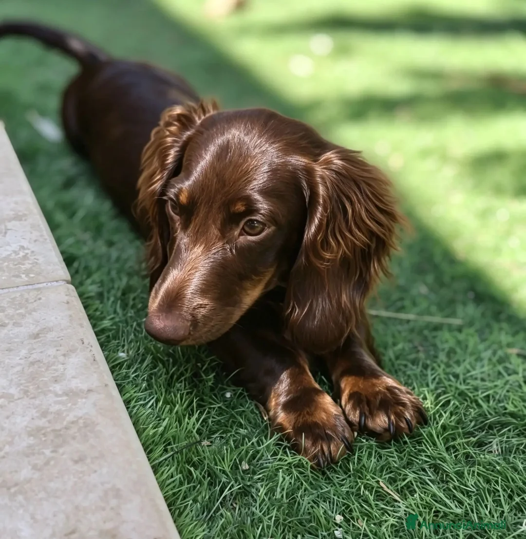 Bassotto cani in vendita: Bassotto a pelo lungo  - Annuncio 2