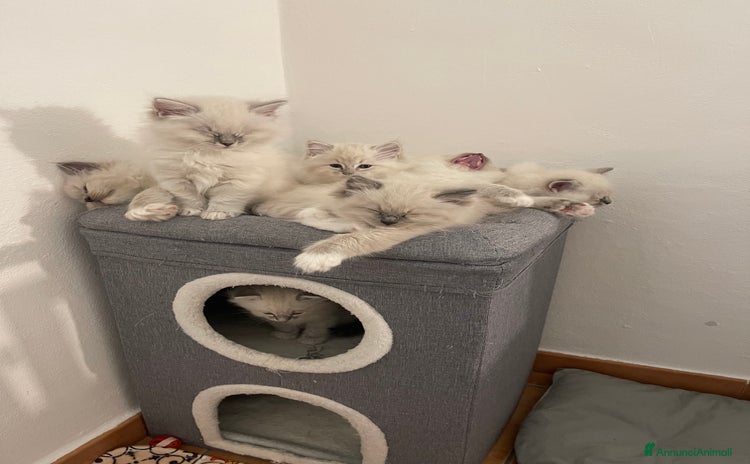 Ragdoll gatti - Annuncio 12