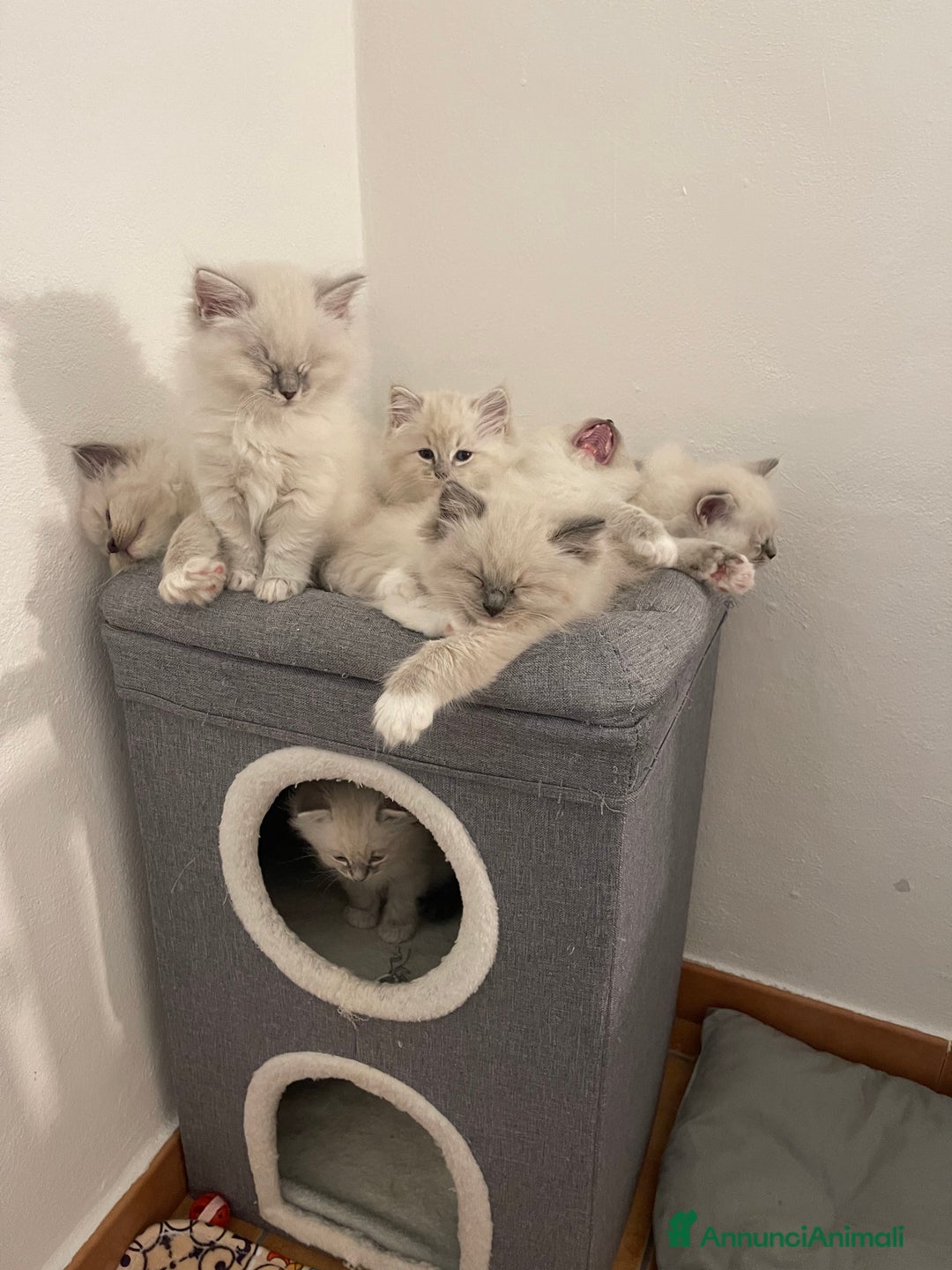 Ragdoll gatti in vendita: Cucciolata blu mitted/tabby - Annuncio 2