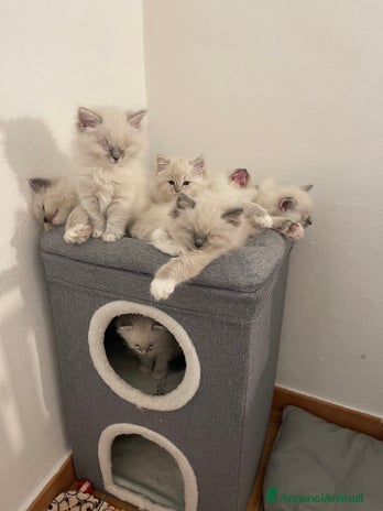 Ragdoll gatti - Annuncio 13