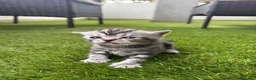 Scottish gatti in vendita: Scottish - Annuncio 7