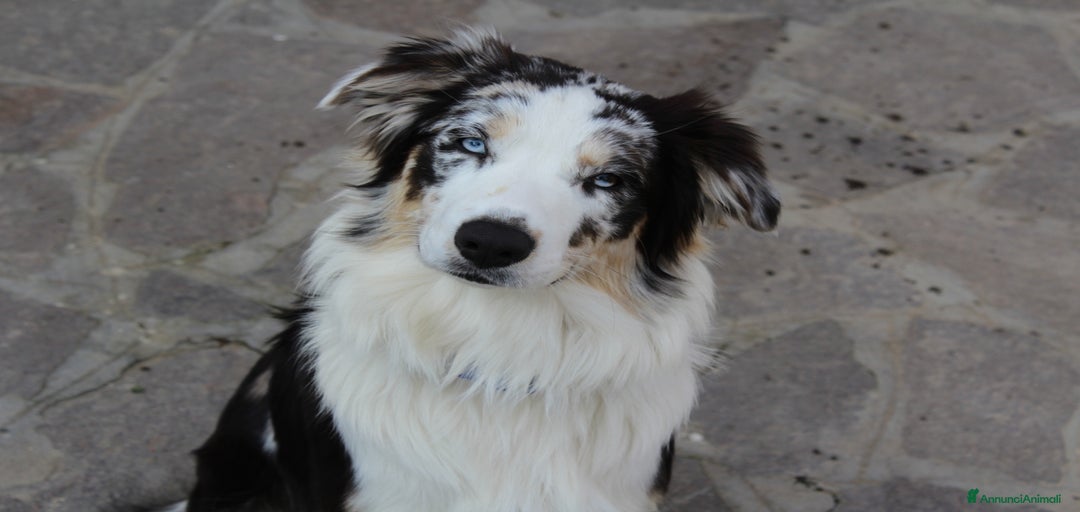 Immagine della galleria {{count}}