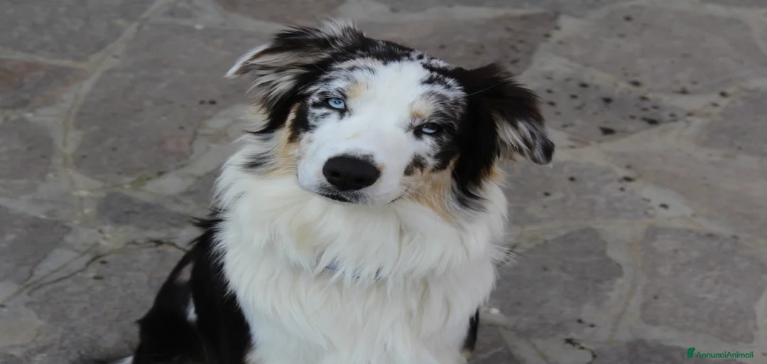 Immagine della galleria {{count}}