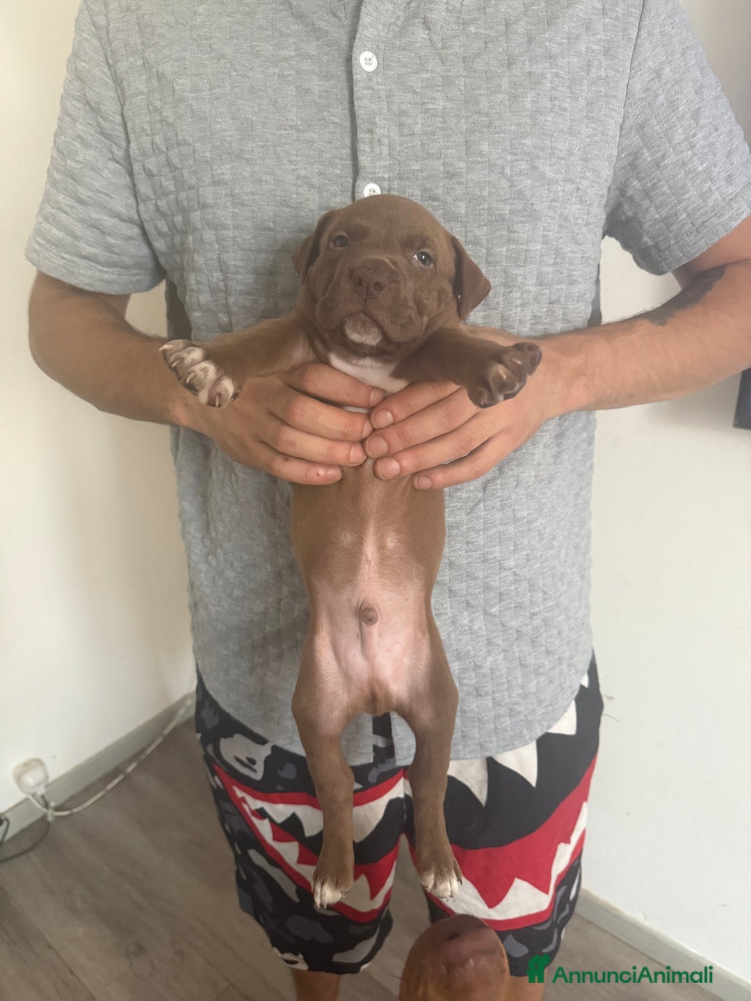 Pitbull cani in vendita: Pitbull red nose ukc - Annuncio 3
