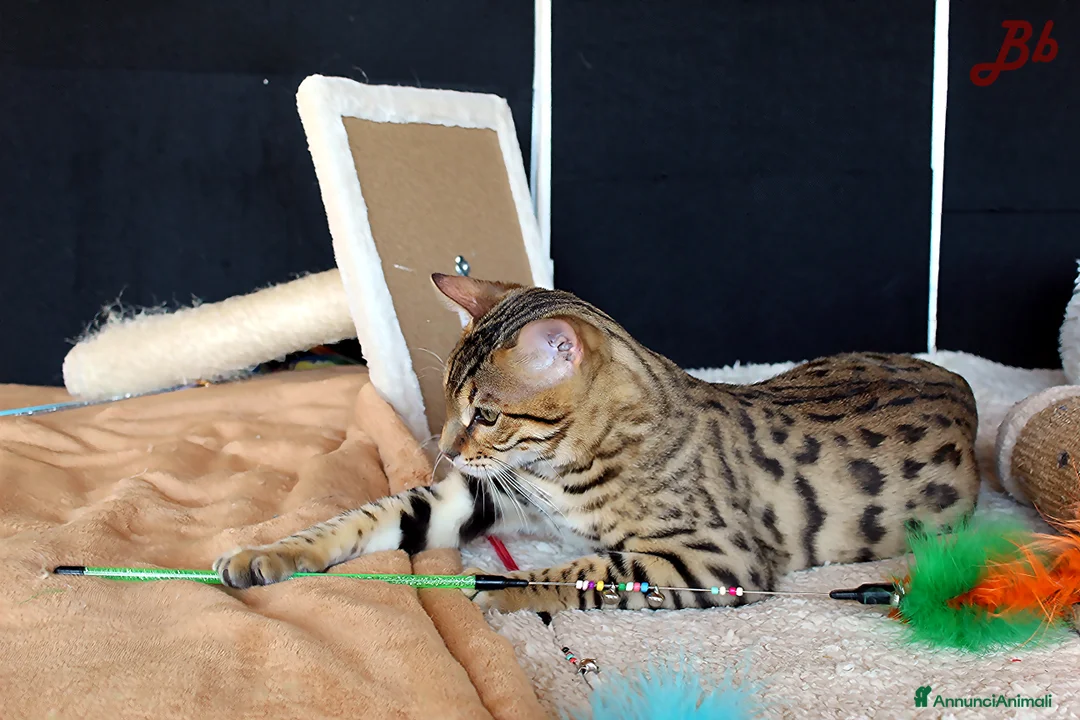 Altre razze gatti in vendita: Splendido Bengala - Annuncio 7