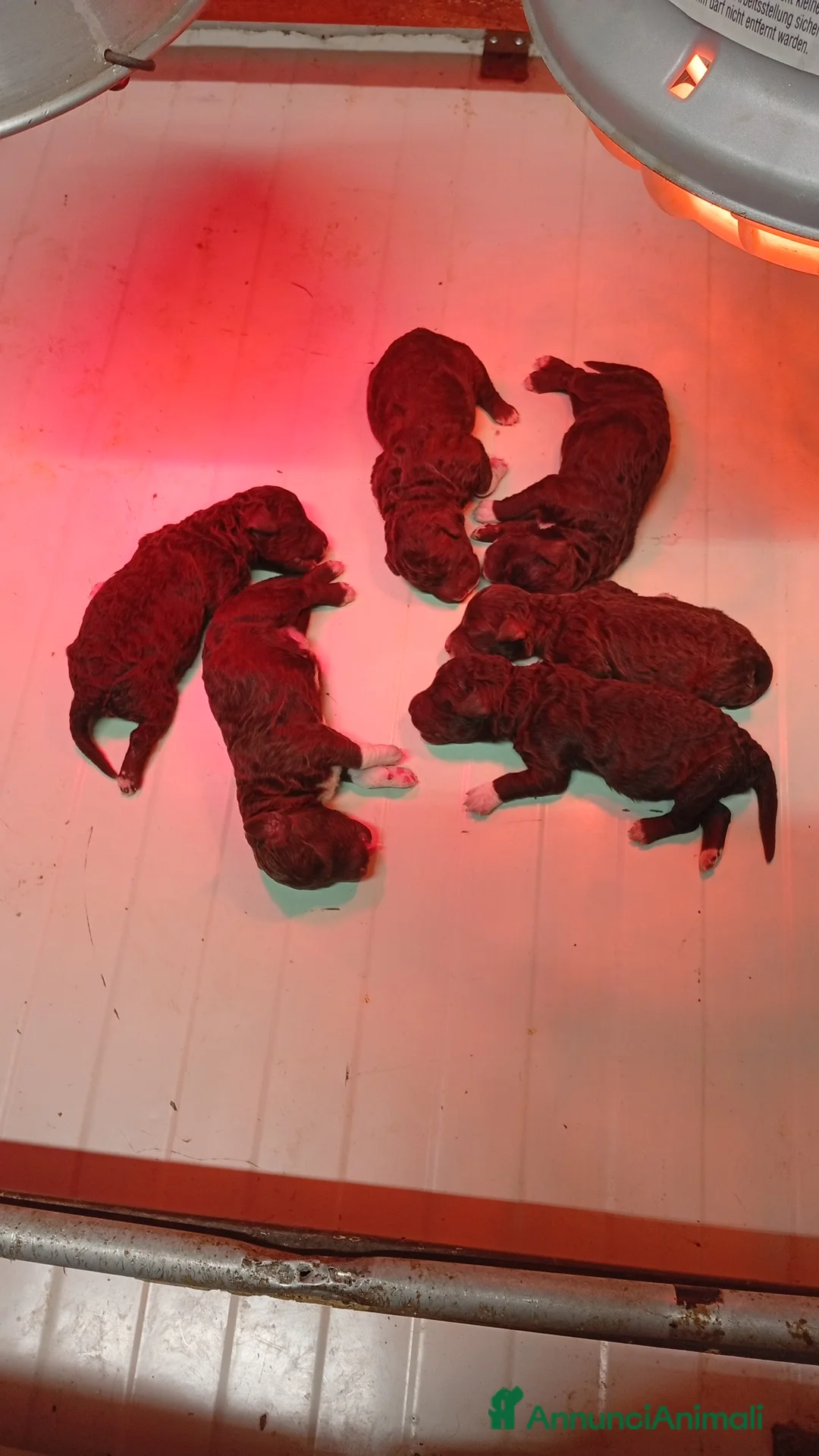 Lagotto cani in vendita: Cuccioli di Lagotto con pedigree - Annuncio 3