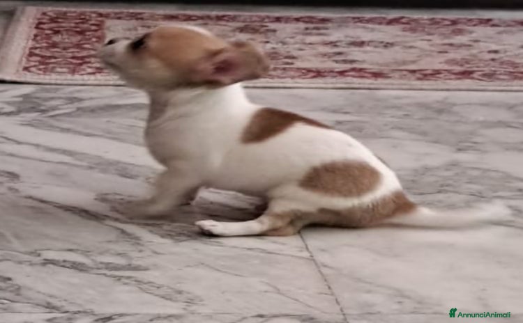 Chihuahua cani a Città metropolitana di Roma Capitale - Annuncio 10