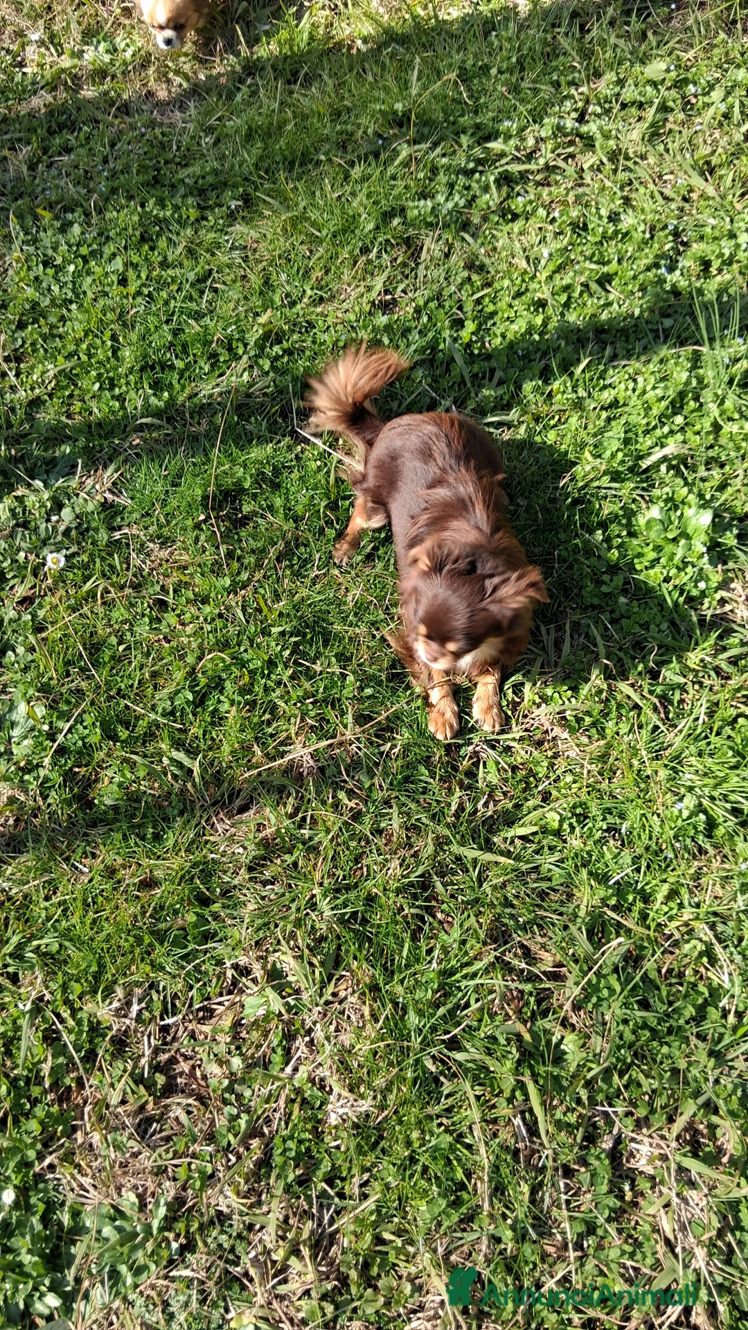 Meticcio cani in vendita: Cuccioli di piccola taglia a Provincia di Rieti - Annuncio 2