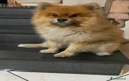 Spitz cani per accoppiamento: Spitz per monta a Città metropolitana di Catania - Immagine 4