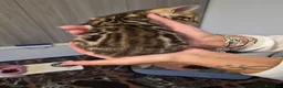 Bengala gatti in vendita: Cuccioli di Bengala a Provincia del Verbano-Cusio-Ossola - Annuncio 10