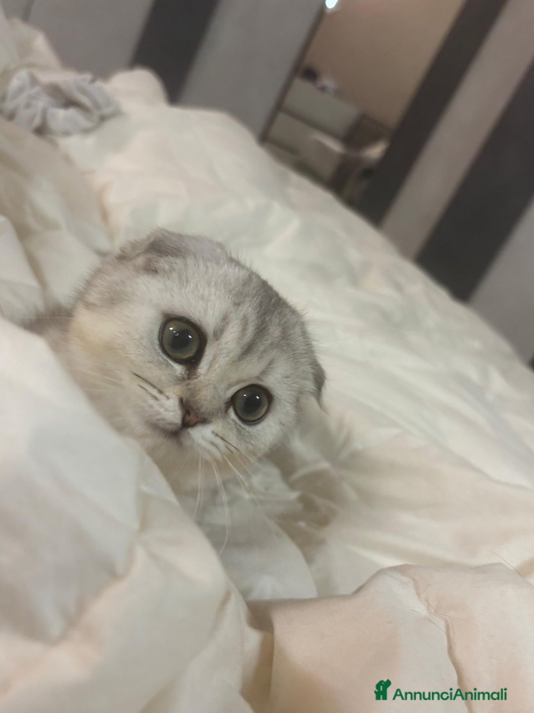 Scottish gatti in vendita: Cucciola scottish fold  - Annuncio 1