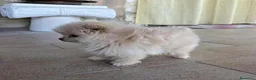 Volpino Pomerania cani in vendita: Pomeriana  - Annuncio 2