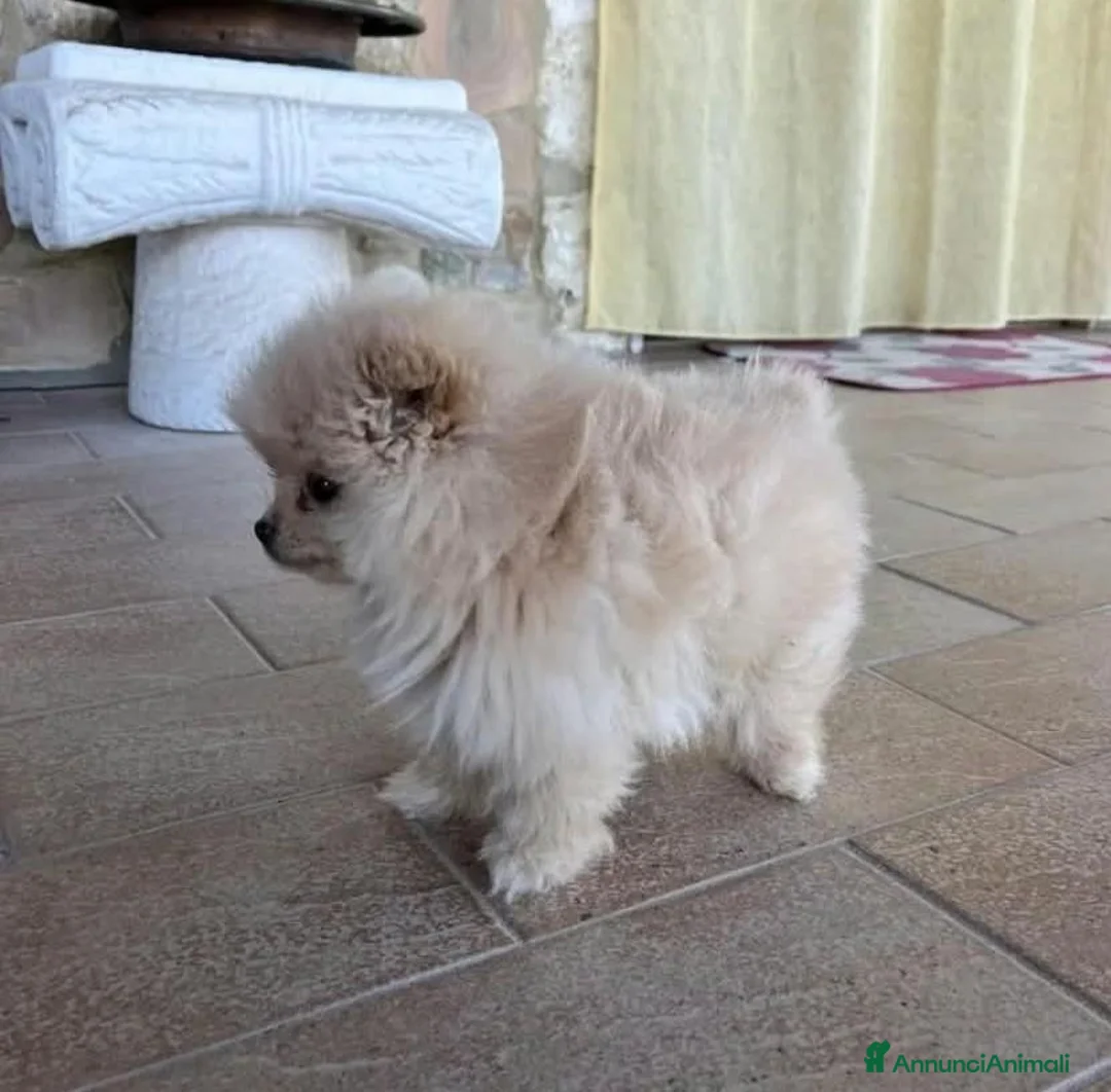Volpino Pomerania cani in vendita: Pomeriana  - Annuncio 2