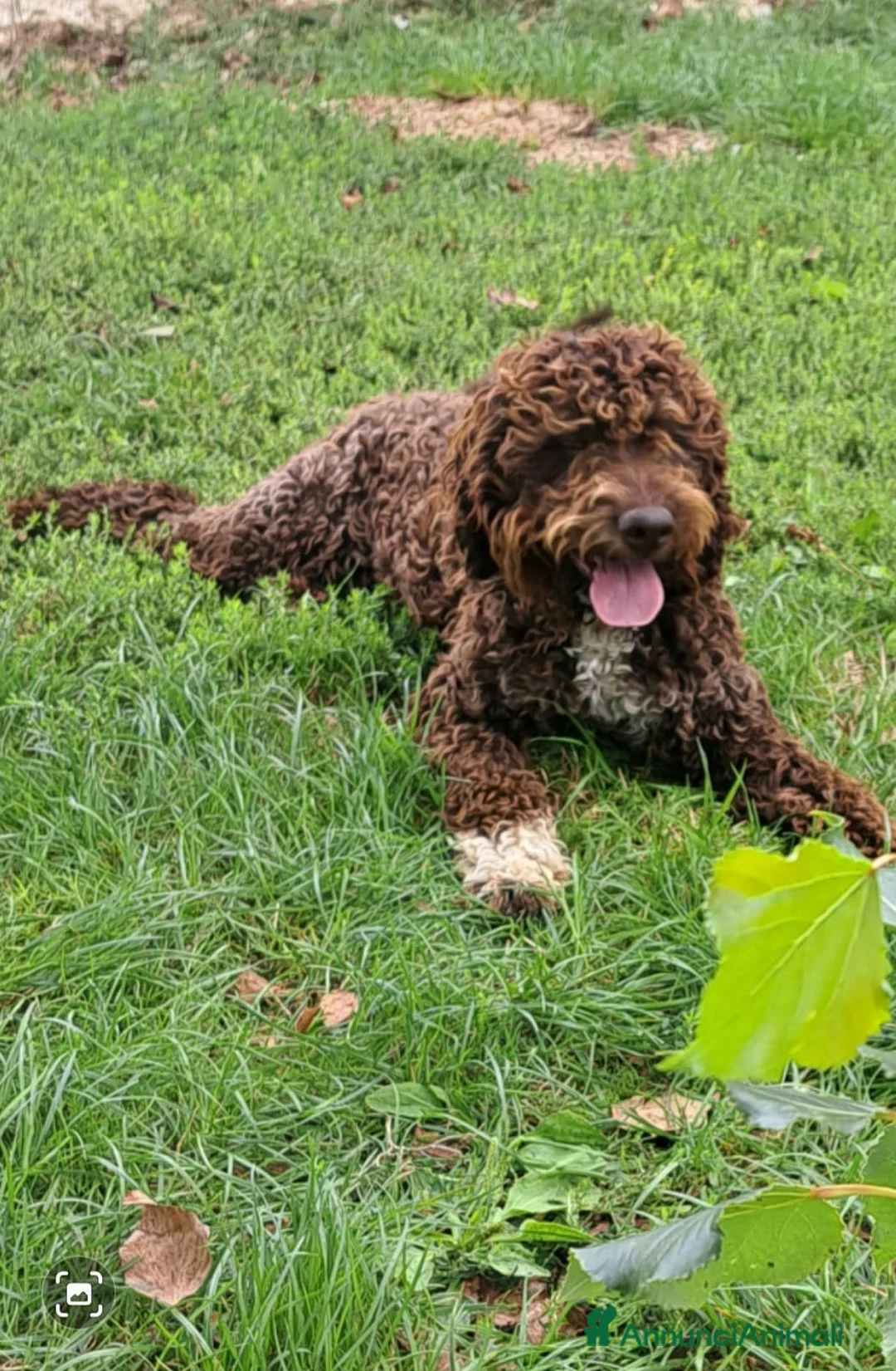 Lagotto cani in vendita: Cuccioli di lagotto con pedigree - Annuncio 2