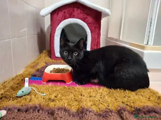 Meticcio gatti Salem, 6 mesi, bellissimo micetto - Annuncio 16