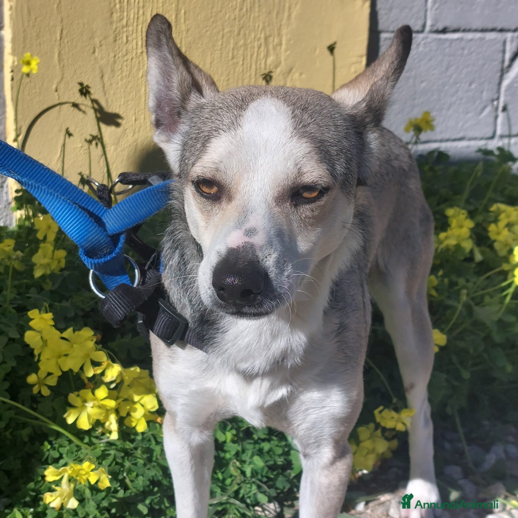 Meticcio cani  Neve - Annuncio 29